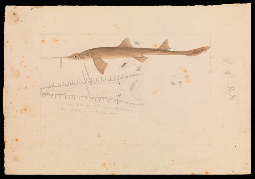 Southern Sawshark. Drawing - pencil and watercolour on paper