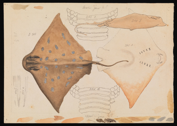 Southern Eagle Ray. Drawing - pencil, watercolour and ink on paper