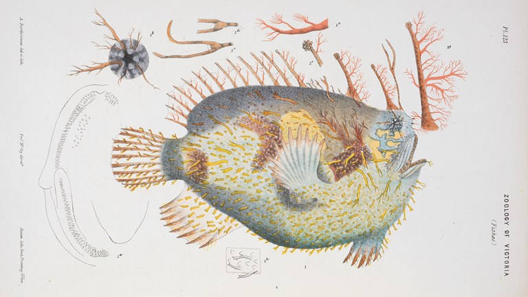 Scientific illustration of a Tasselled Anglerfish. Colour proof b, lithographic ink on paper