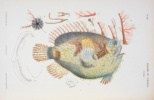 Scientific illustration of a Tasselled Anglerfish. Colour proof b, lithographic ink on paper