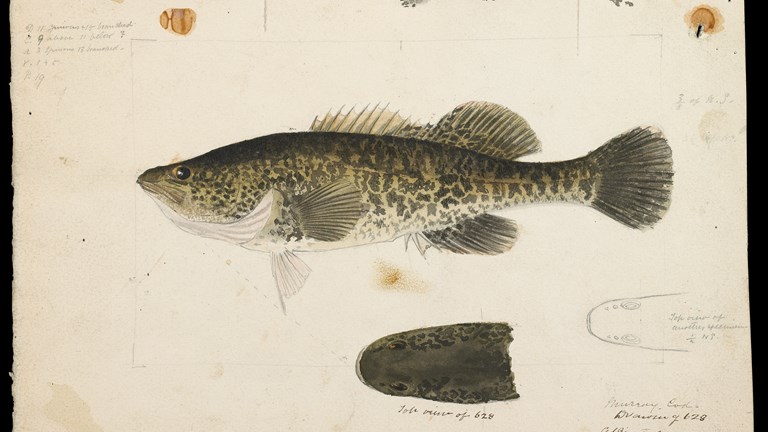 Scientific illustration of a Murray Cod