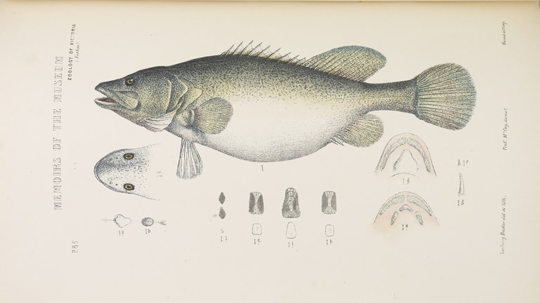 Scientific illustration of a Murray Cod