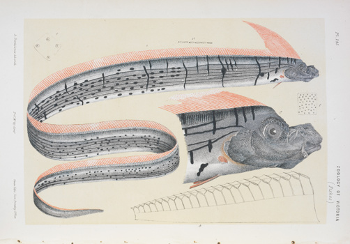 Scientific illustration of an Oarfish