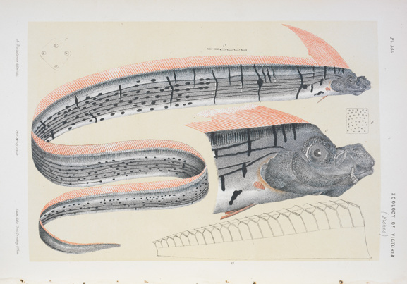 Scientific illustration of an Oarfish