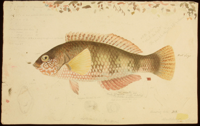 Scientific illustration of a Bluethroat Wrasse