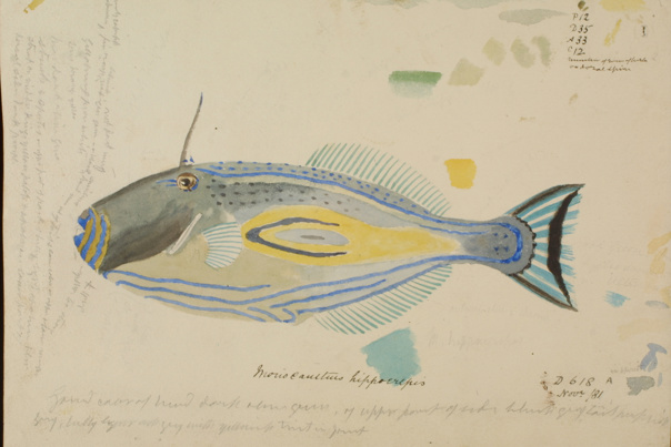 Scientific illustration of a Horseshoe Leatherjacket