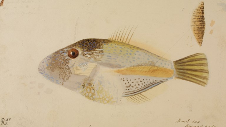 Scientific illustration of a Toothbrush Leatherjacket