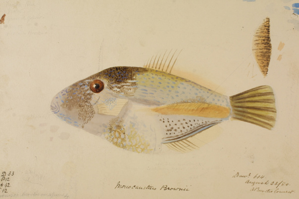 Scientific illustration of a Toothbrush Leatherjacket