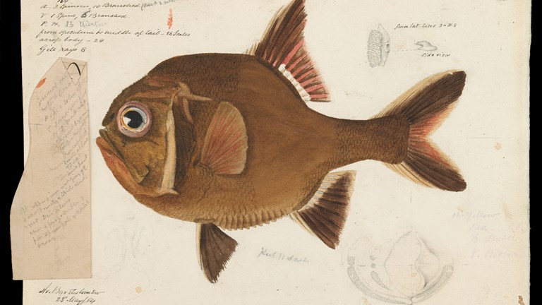 Scientific illustration of a Southern Roughy