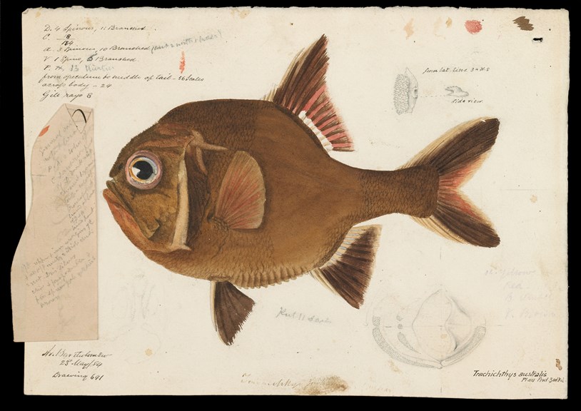 Scientific illustration of a Southern Roughy