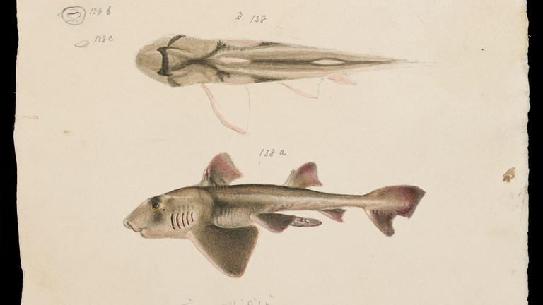Scientific illustration of a Port Jackson Shark