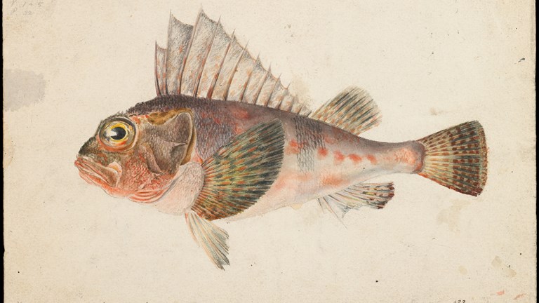 Scientific illustration of a Common Gurnard Perch