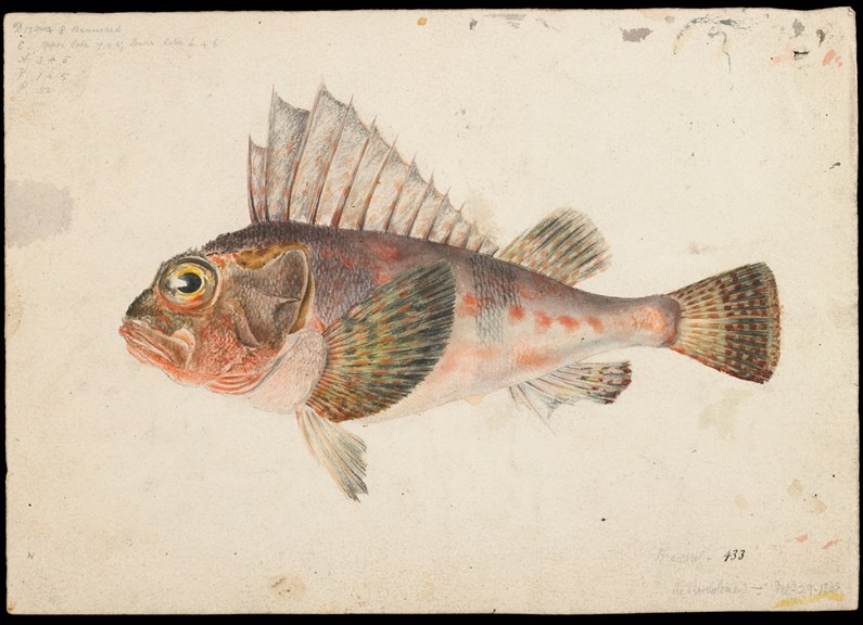 Scientific illustration of a Common Gurnard Perch