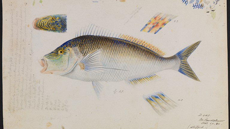 Scientific illustration of a Blue Morwong