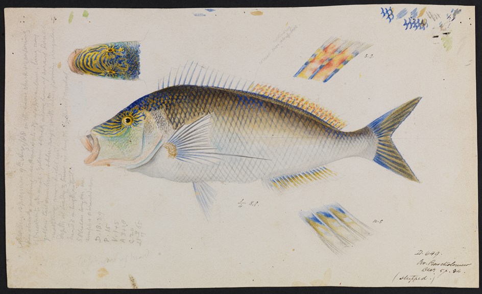 Scientific illustration of a Blue Morwong