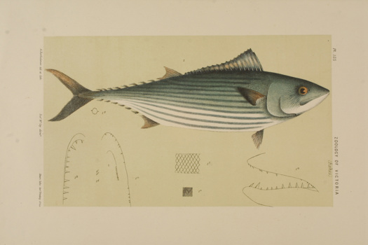 Scientific illustration of an Australian Bonito
