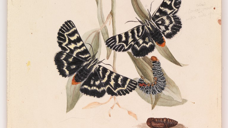 Vine moth by Arthur Bartholomew. Drawing - pencil, watercolour, ink and varnish on paper