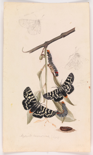 Vine moth by Arthur Bartholomew. Drawing - pencil, watercolour, ink and varnish on paper