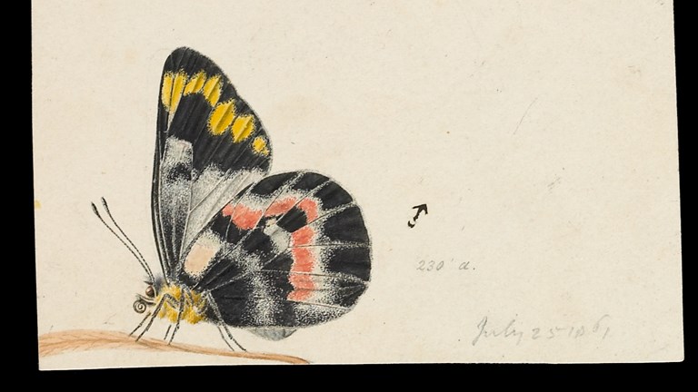 Imperial White Butterfly by Arthur Bartholomew. Drawing - pencil, watercolour, ink and varnish on paper
