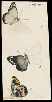 Imperial White Butterfly by Arthur Bartholomew. Drawing - pencil, watercolour, ink and varnish on paper
