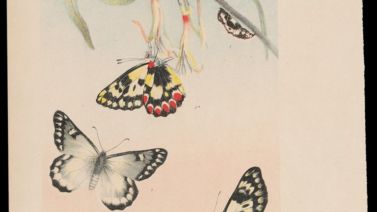 Wood White Butterfly by Arthur Bartholomew. Colour proof a - lithographic ink and pencil on paper