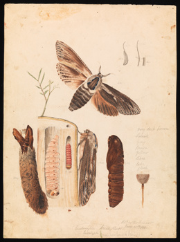 Wattle Goat Moth by Arthur Bartholomew. Drawing - pencil, watercolour, ink and varnish on paper
