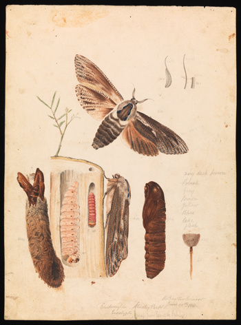 Wattle Goat Moth by Arthur Bartholomew. Drawing - pencil, watercolour, ink and varnish on paper