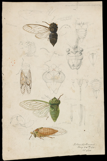 Redeye and Greengrocer by Arthur Bartholomew. Drawing - pencil, watercolour and ink on paper