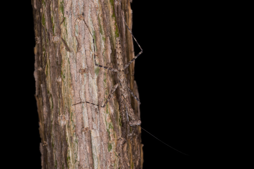 a camouflaged insect on tree bark