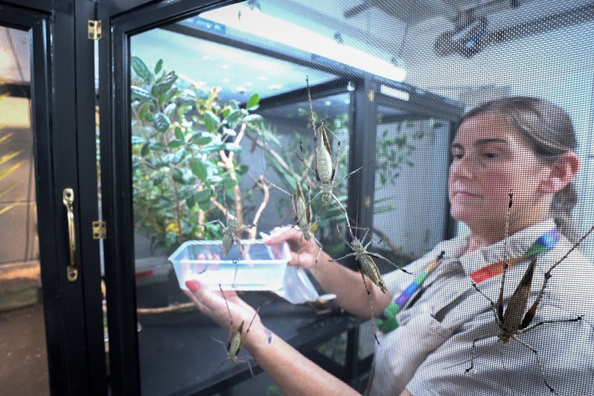 a woman in a khaki shirt releasing an insect into an enclosure