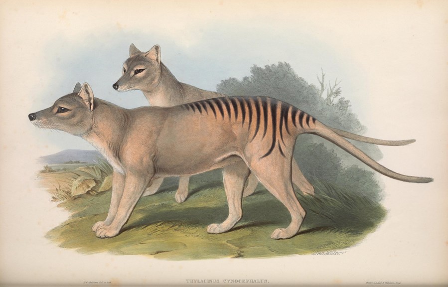 a drawing of two striped marsupials