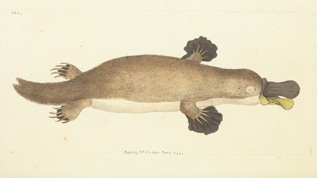 an illustration of a platypus