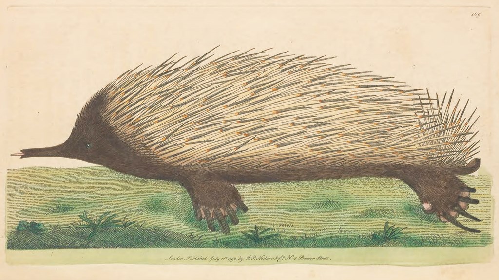 a drawing of long nosed creature with spikes on its back