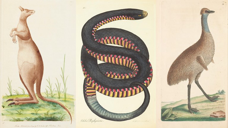a composite image of three drawings: a kangaroo, snake, and cassowary