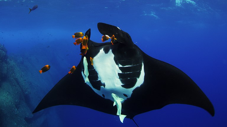 Manta ray being cleaned by Angel Fish