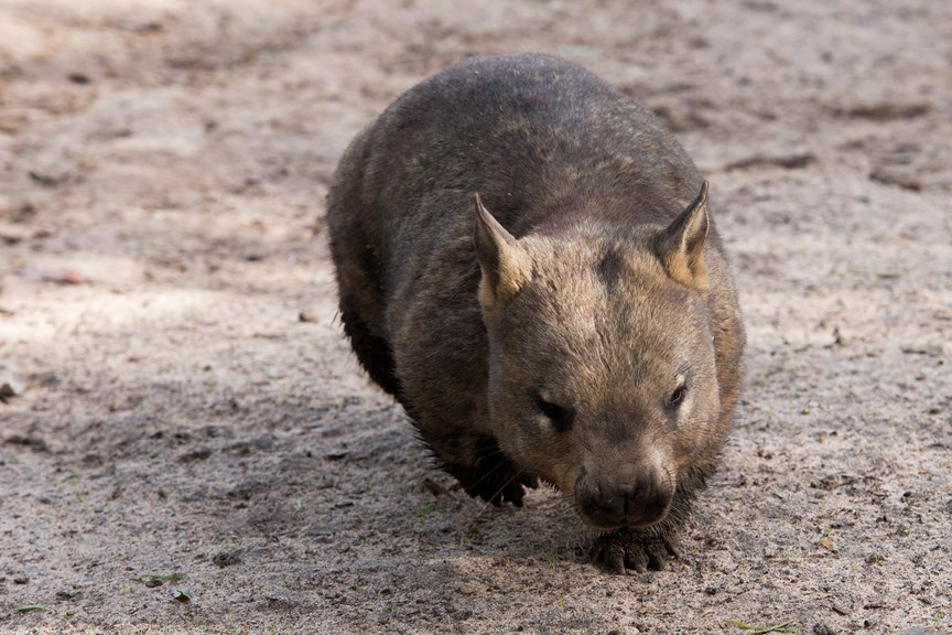 a wombat