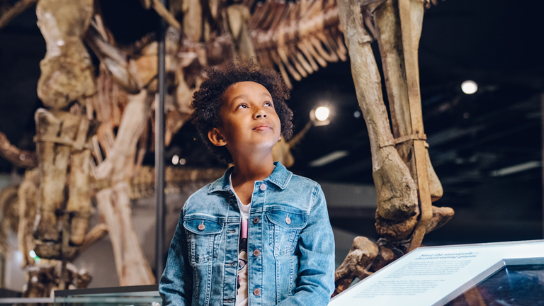 child looking up at a dinosaur skeleton. 