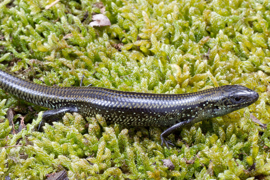 Eastern Mourning Skink standing on moss.