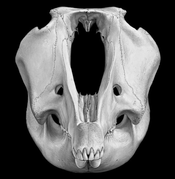 Reconstruction of extinct Australian megafauna, Palorchestes. Anterior view of skull. One of a series of developmental drawings.
