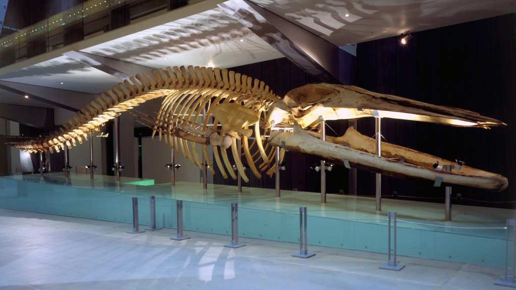 Skeleton of Pygmy Blue Whale mounted in the galleria at Melbourne Museum