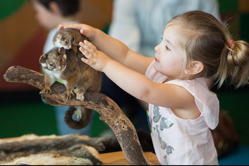 Girl patting touchable taxidermised possums in the Children's Gallery on opening day.