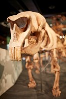 Diprotodon optatum dinosaur skeleton model on display in Dinosaur Walk exhibition