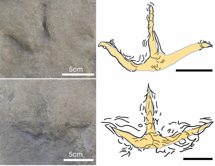 photos of a three toed footprint in rock, next to outlined illustrations