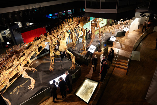 View from above of people looking at dinosaur skeletons