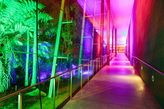 Coloured lights along a pathway