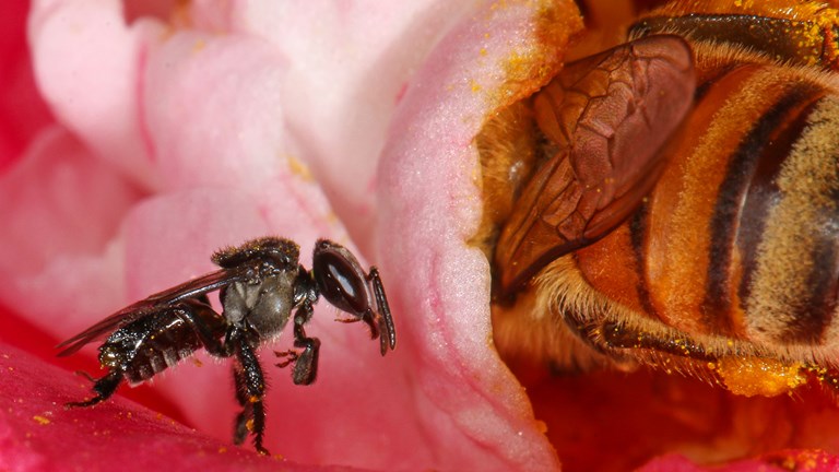 a small bee sitting on. pink flower next to a larger bee 