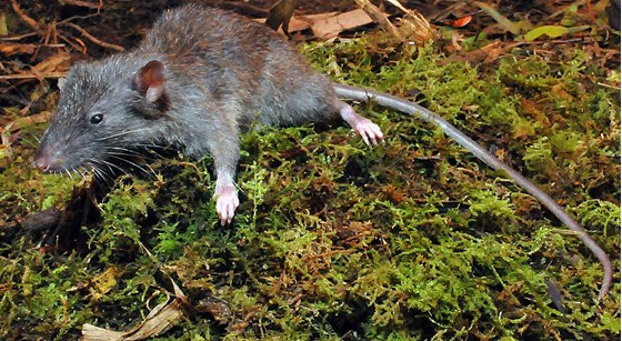 The Slender Rat
