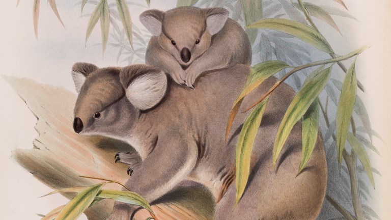Detail of a colour illustration of a two koalas