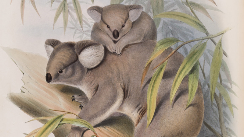 Detail of a colour illustration of a two koalas