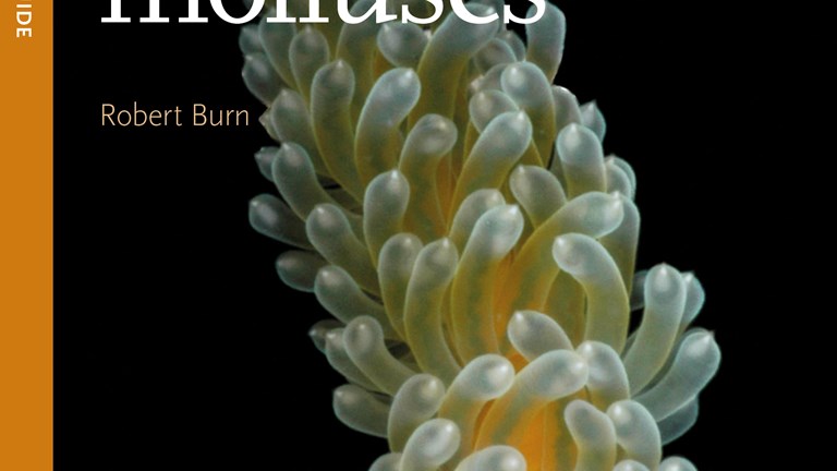 Cover of Nudibranchs and Related Molluscs Museum Victoria field guide